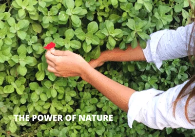 Inner Strength: Vertical garden in an inner courtyard.
