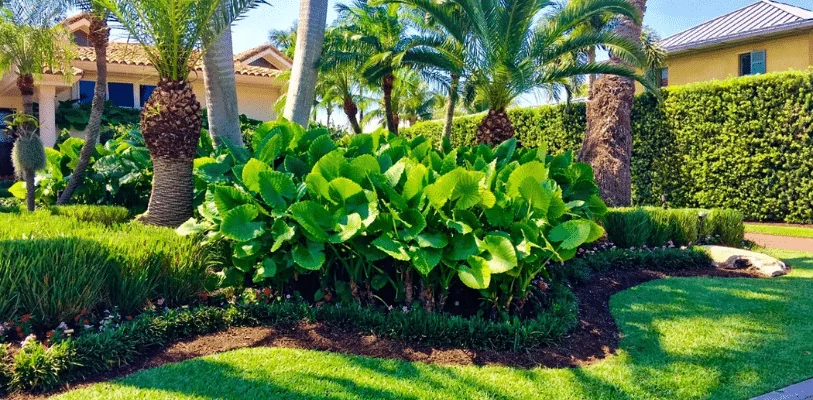 Green Habitat Florida: Sustainable Landscaping Solutions in Miami