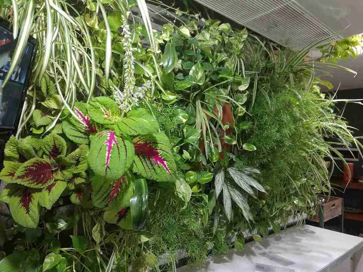 Florida Home with Green Wall